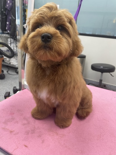 Brown dog after groom