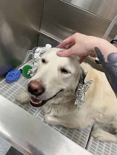 Lab receiving a head massage