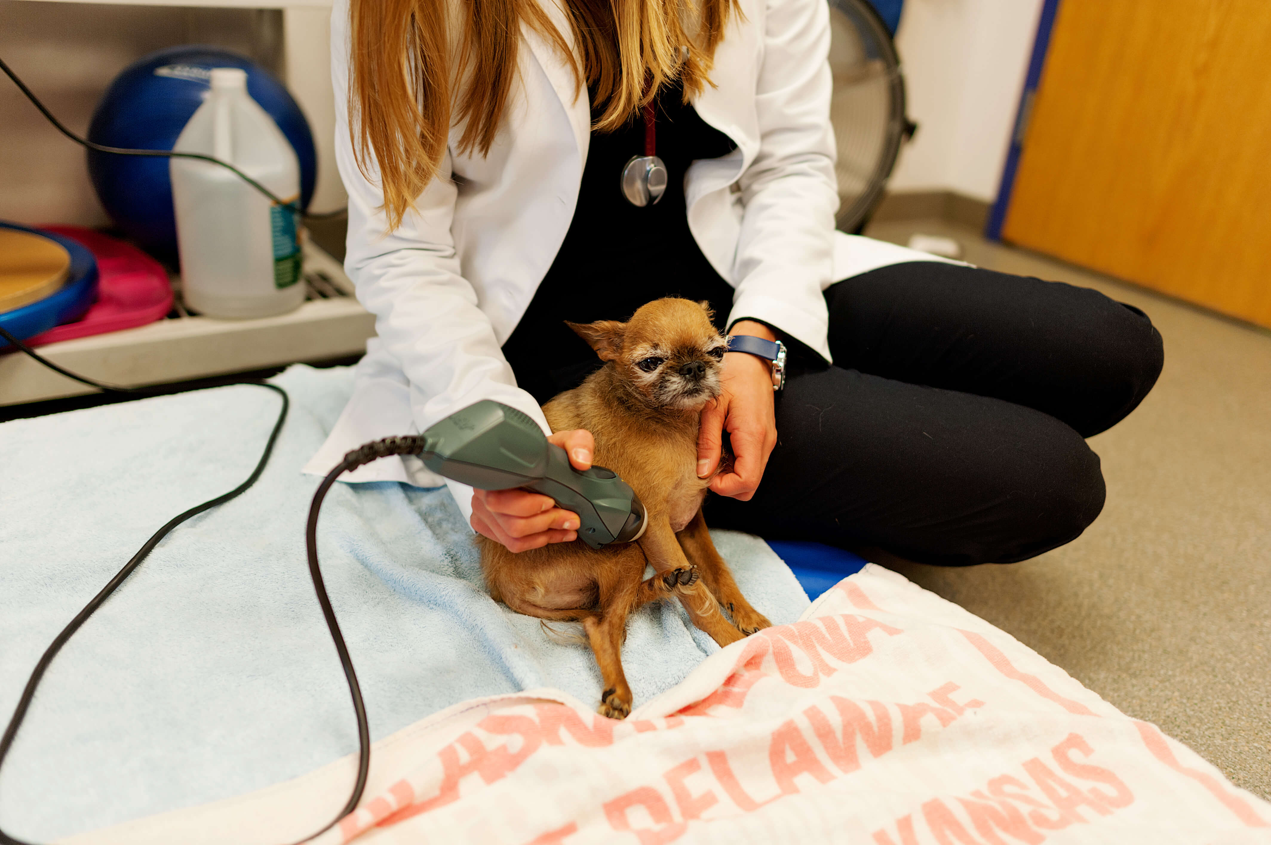 veterinarian treating small dog for pain