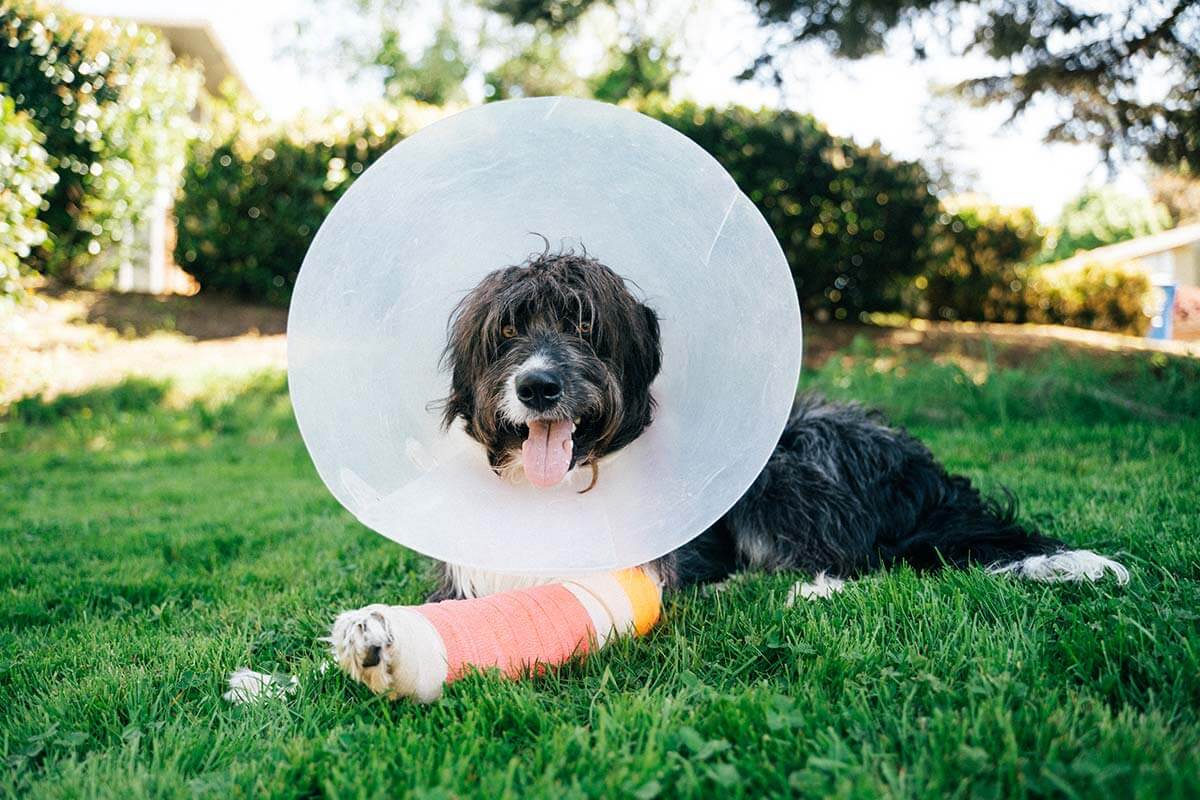 pet wearing a cone